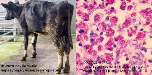 paratuberculose bovine