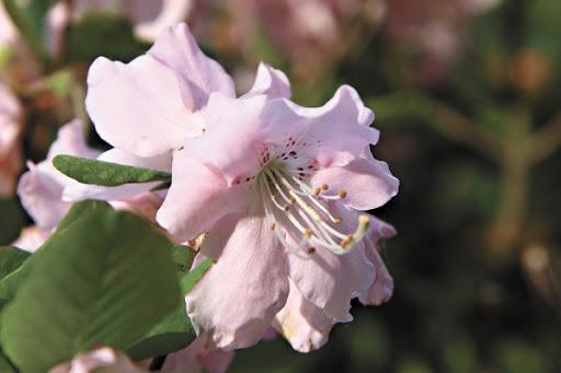 Rhododendron Schlippenbach