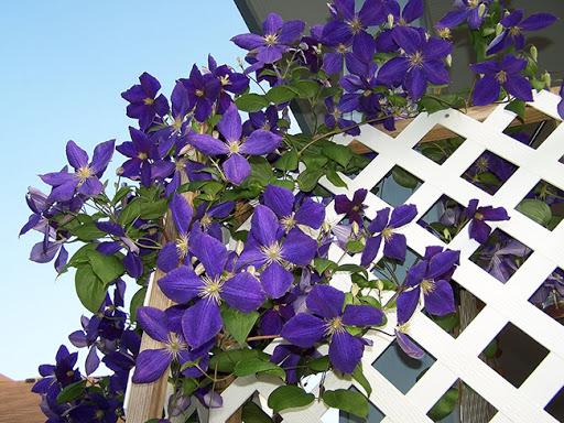 wunderschöne Clematis