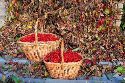 daudz viburnum