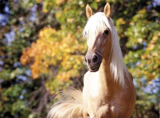 um lindo cavalo