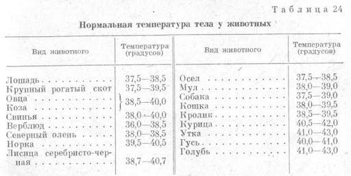 Rindertemperatur