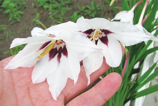 duftender Gladiolus Acidanthera