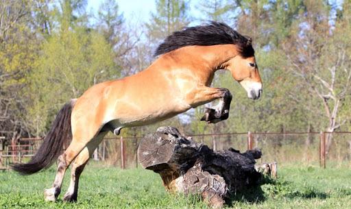 een prachtig paard