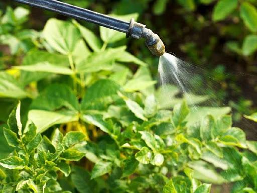 spraying bushes