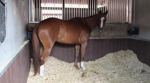 beautiful stables