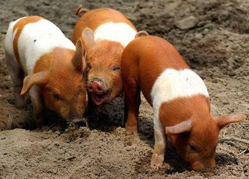 Porc de protesta danès