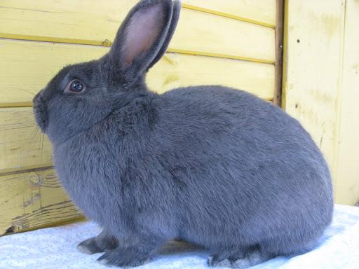 Wiener blaues Kaninchen