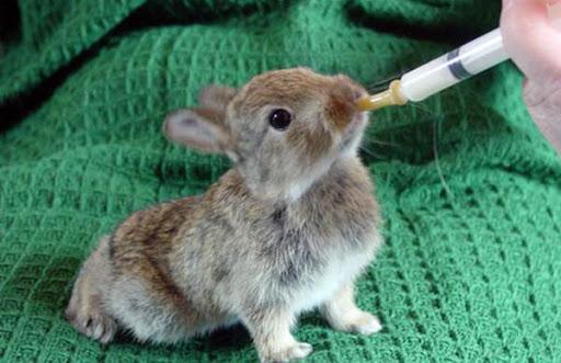 feeding baby rabbits