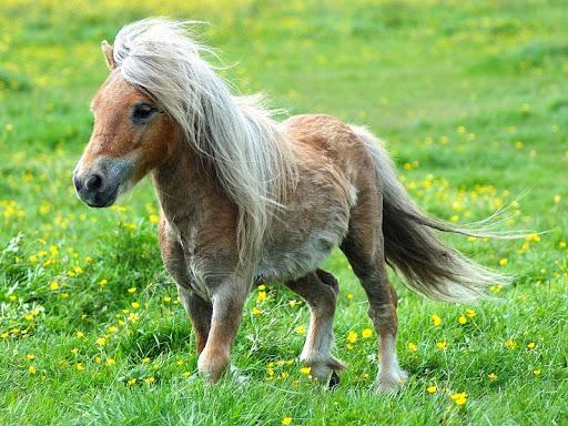 falabella zirgs