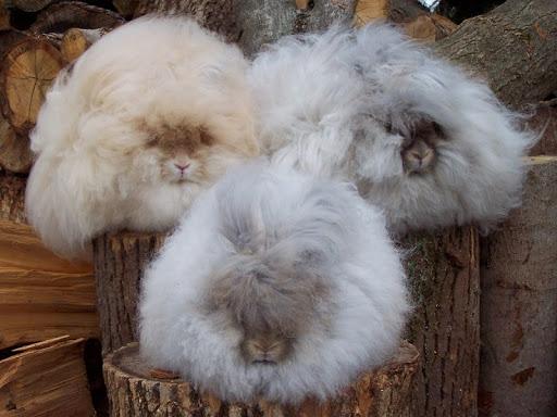 angora konijn