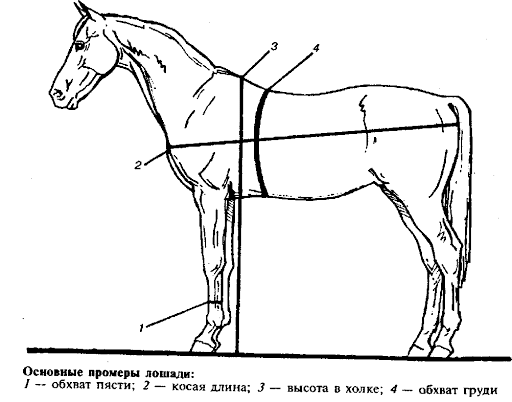 hoeveel weegt een paard