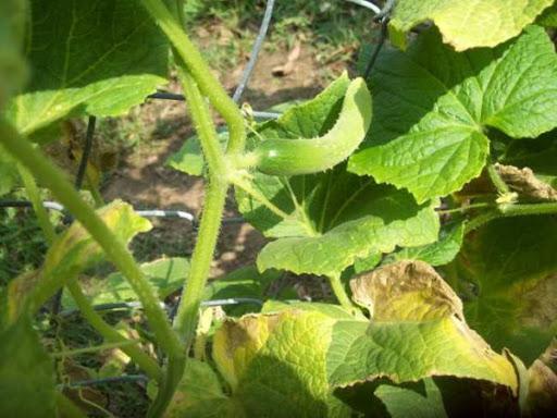 Why do the edges of cucumber leaves dry out and what to do?