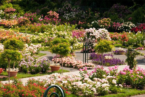 flowers in flower beds in the garden 