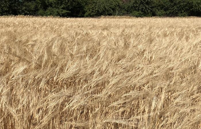 odrůdová pšenice 