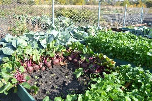 Cosecha de remolacha en un jardín abierto.