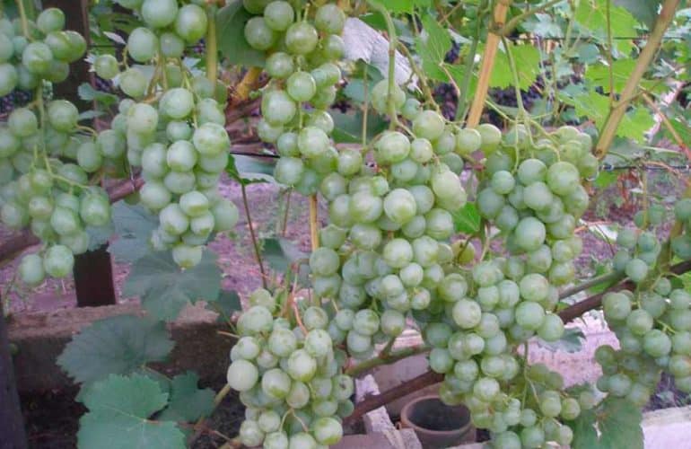 white miracle grapes