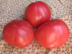 favorite tomatoes on the table