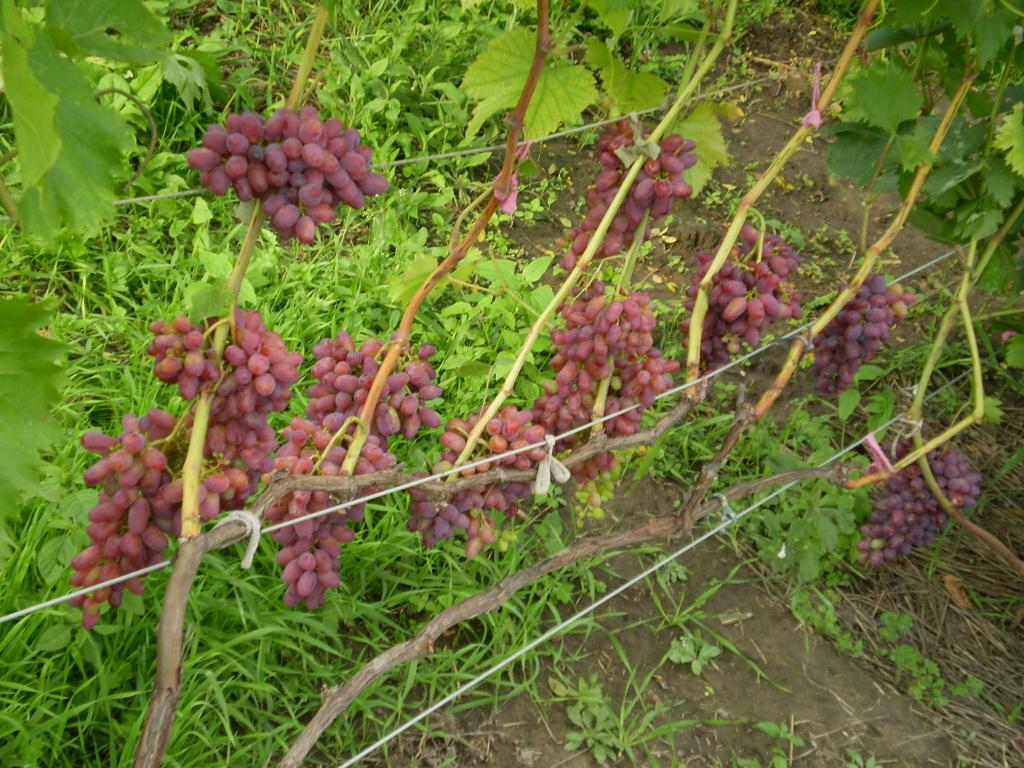 uvas arqueadas