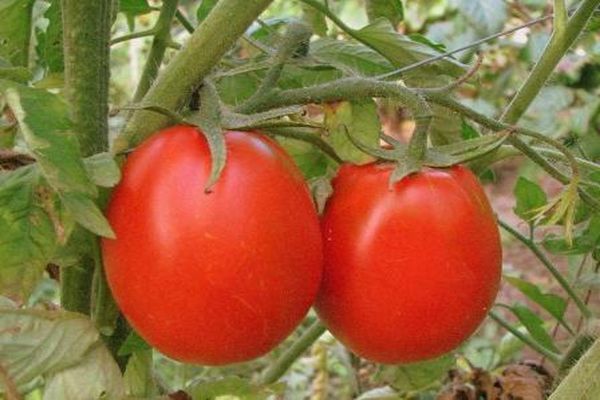 tomato on a branch