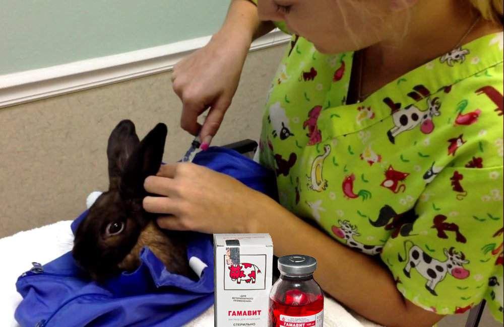 rabbit injection