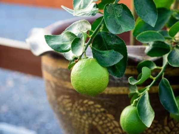 lime tree