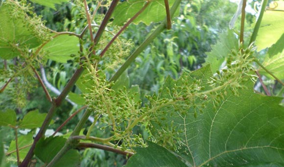 vine ripening