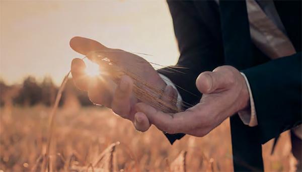 wheat in hands