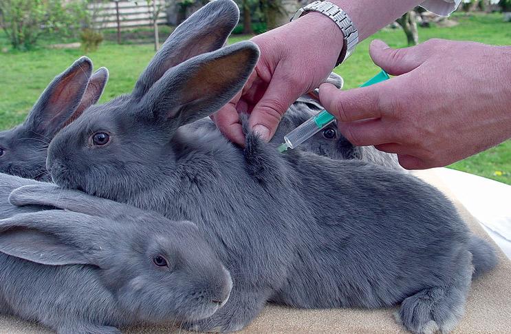 associated vaccine for rabbits