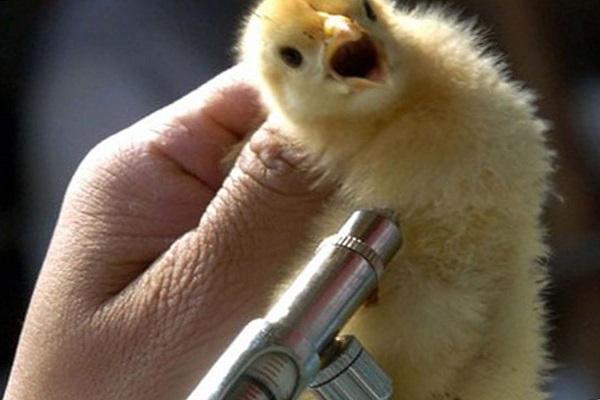 chicken vaccination 