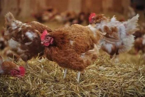 poultry diseases 