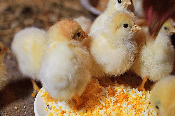 small chicks 