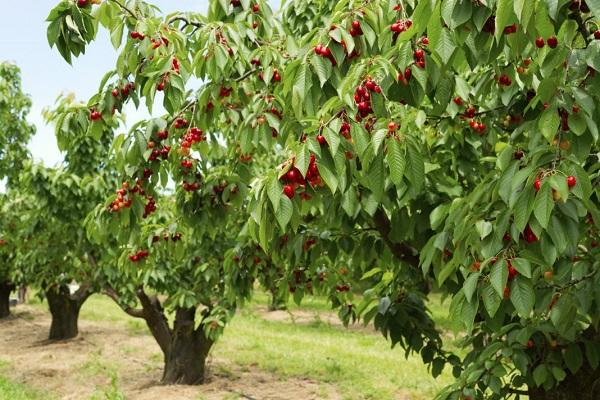 crescendo em jardins 