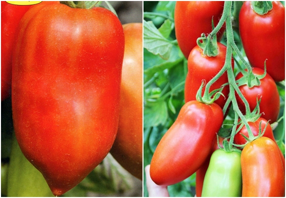 Tomate variedad pimiento Hugo