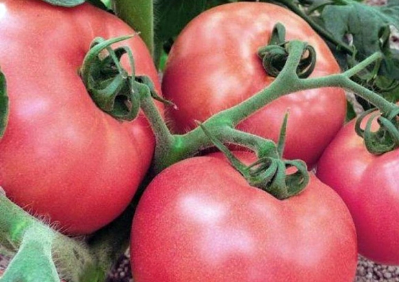 Aussehen von Tomaten-Himbeer-Rosa