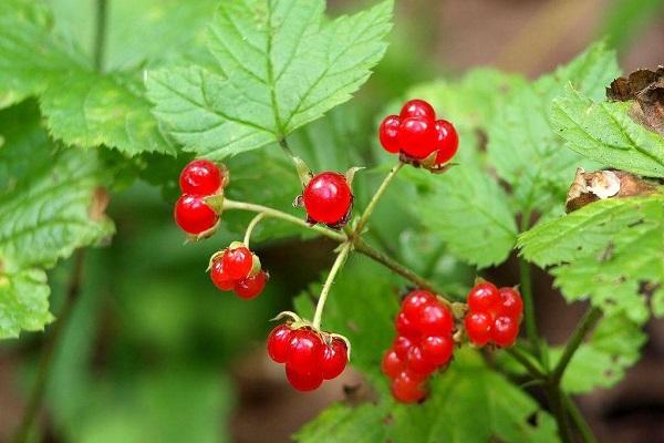 Beeren am Strauch 