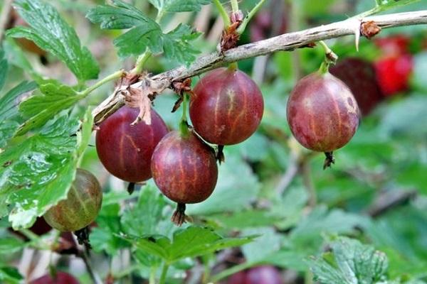 Beeren auf einem Busch 