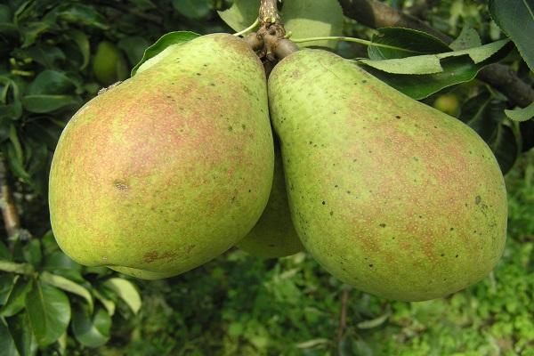 bayas en el arbol