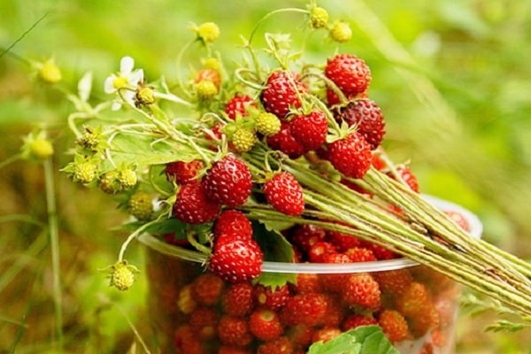 dichte Beeren