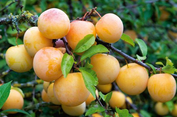 plum fruit