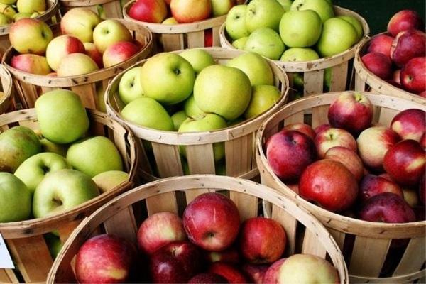 baskets of apples 