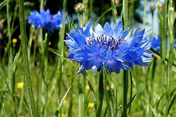 květ modrý 