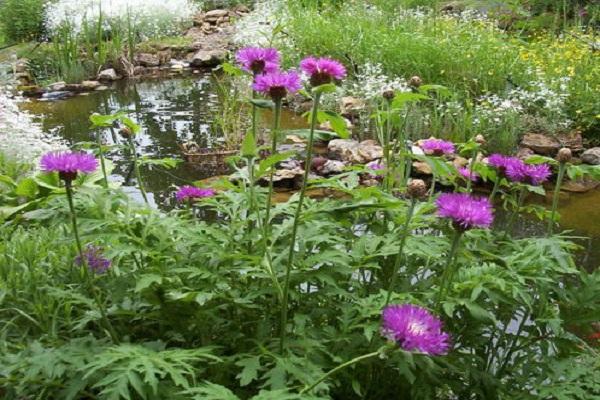 planter au bord de l'étang 