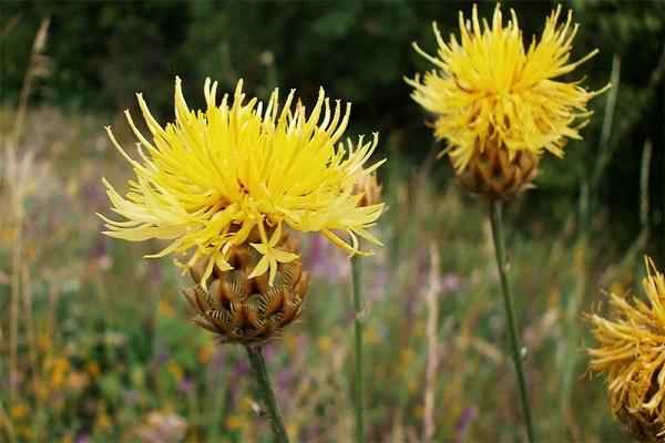 yellow inflorescences