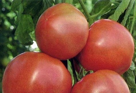 arbustos de tomate Solução Rosa