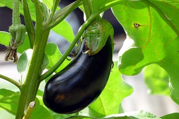 Aubergine