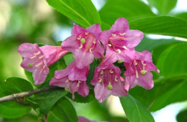 Weigela Sadowaja