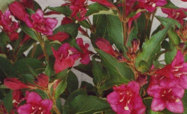 Weigela Luzifer