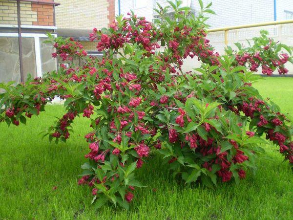 Weigela-Busch