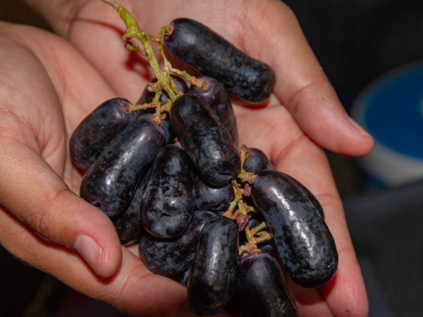 les raisins sont gros dans les mains